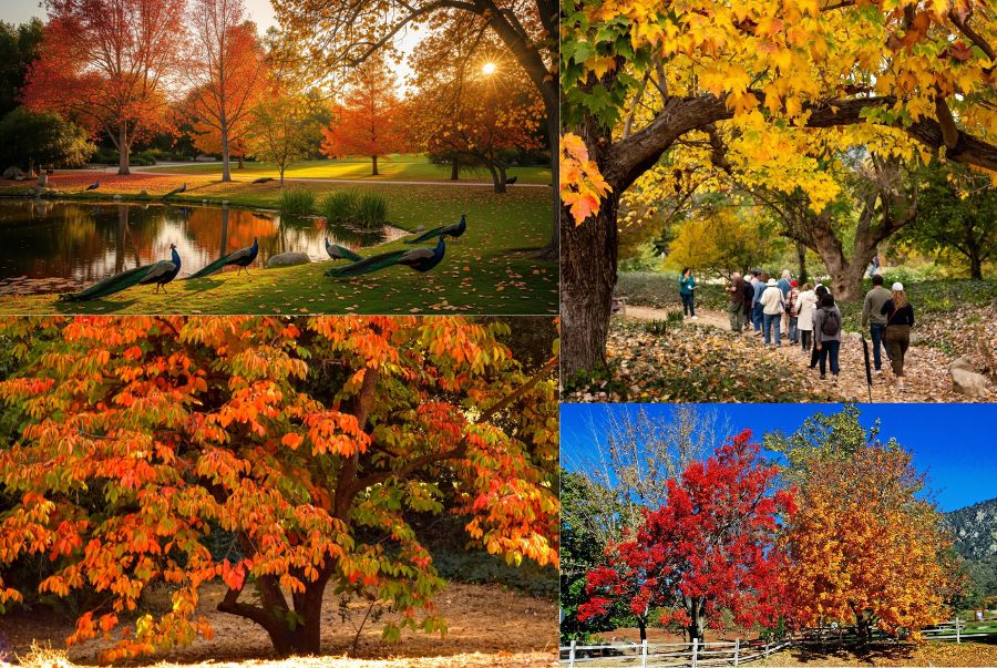  Los Angeles Arboretum là địa điểm du lịch nổi tiếng tại Anh với vẻ đẹp rực rỡ vào mùa thu