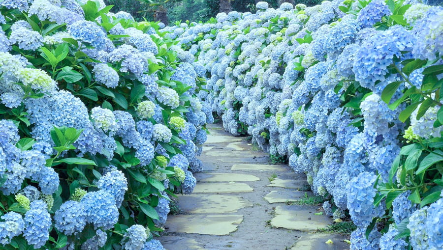 Camellia Hill là một khu vườn thực vật rộng lớn và nổi tiếng nằm tại hòn đảo Jeju, Hàn Quốc