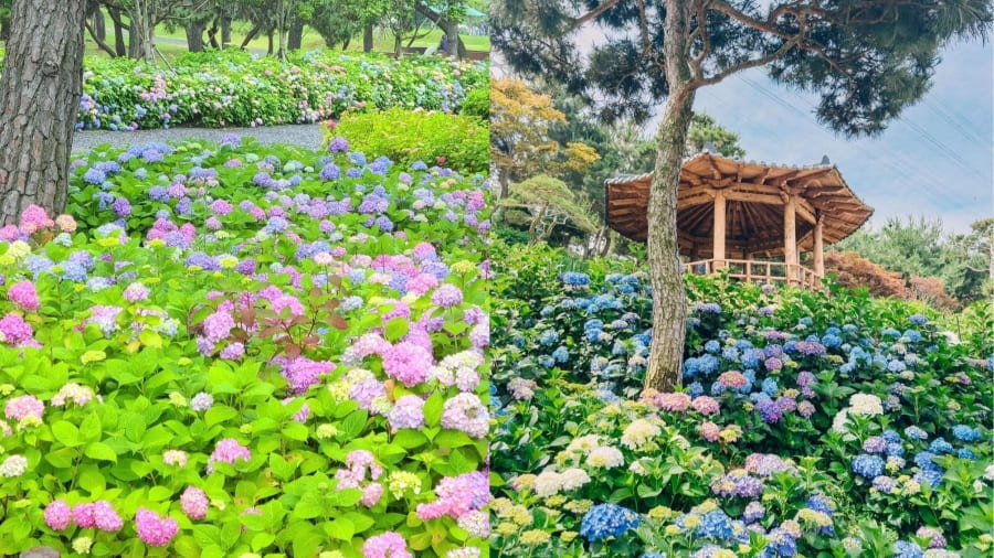 Mùa hè chính là thời điểm vàng để bạn thực hiện chuyến du lịch Jeju và đắm mình vào biển hoa cẩm tú cầu tại Camellia Hill