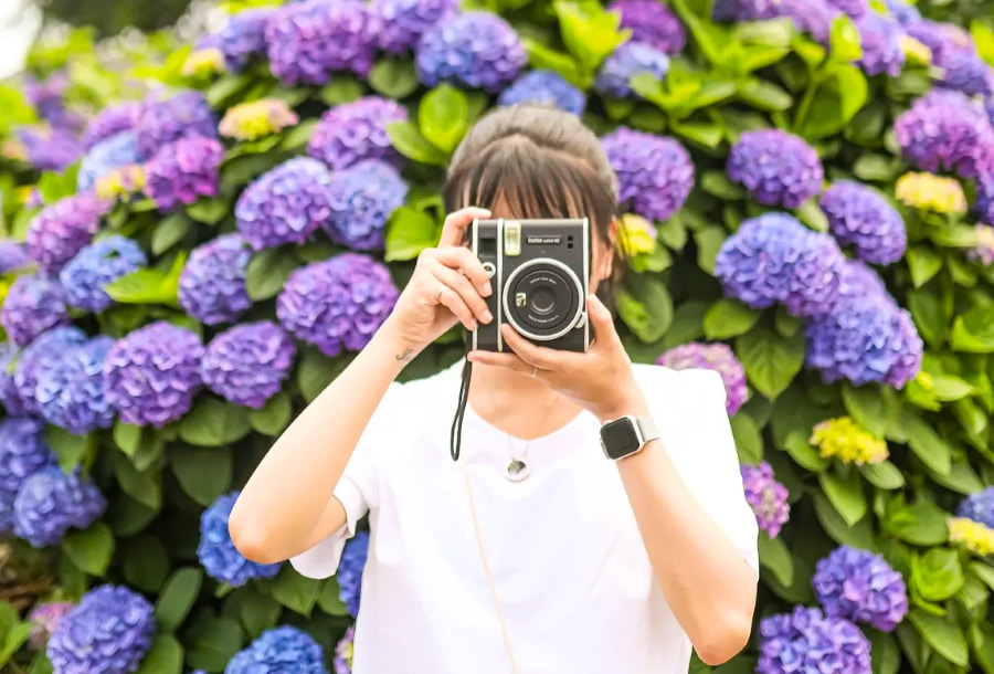 Camellia Hill đích thực là "thánh địa" của những tín đồ mê chụp ảnh "sống ảo"