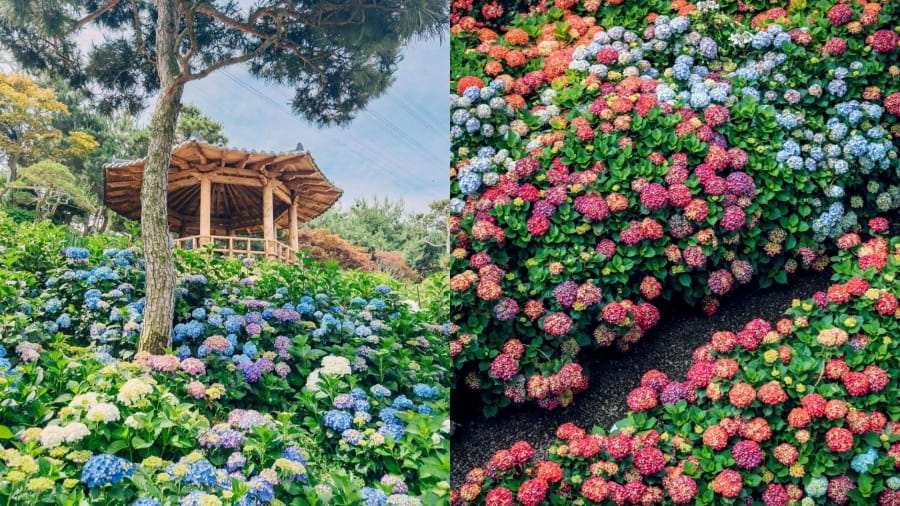 Hoa cẩm tú cầu bung nở rực rỡ, mang đến một vẻ đẹp dịu dàng và đầy mê hoặc