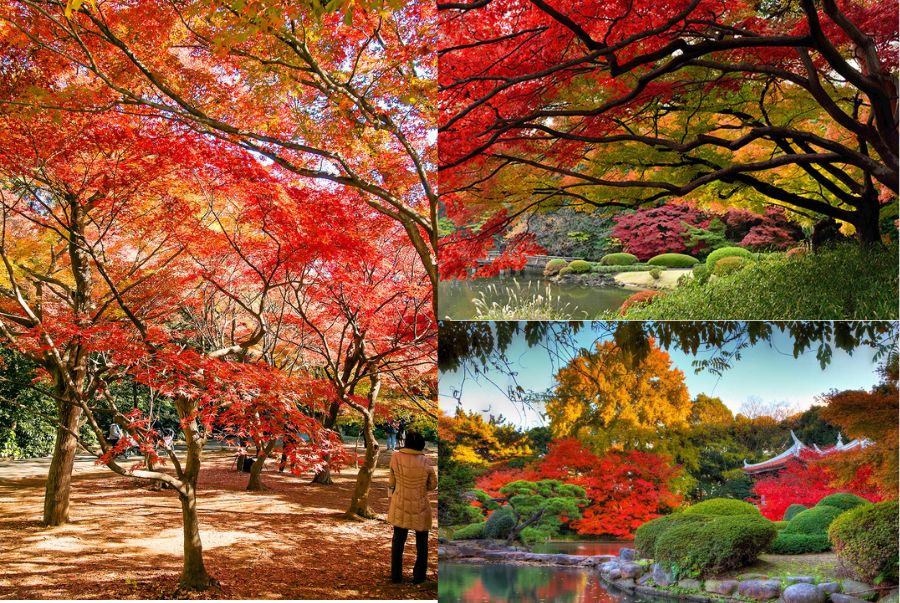 Toàn cảnh công viên Shinjuku Gyoen rực rỡ vào mùa thu