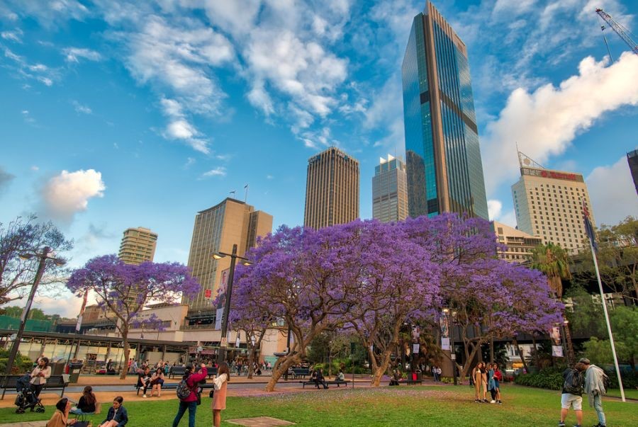 Mùa xuân Sydney diễn ra trong khoảng tháng 9 đến tháng 11