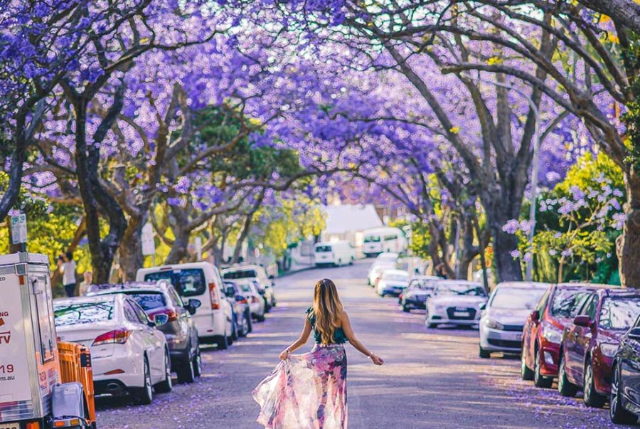 Chiêm ngưỡng Sydney đắm chìm trong sắc tím của hoa Jacaranda