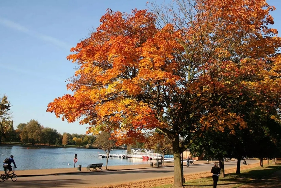 Tản bộ dưới tán cây vàng rực bên hồ tại công viên Hyde là một trải nghiệm tuyệt vời