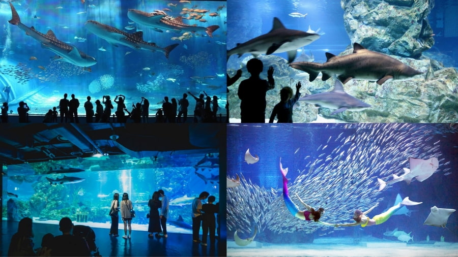 COEX Aquarium chắc hẳn sẽ khiến các thành viên trong gia đình, đặc biệt là trẻ nhỏ, trầm trồ
