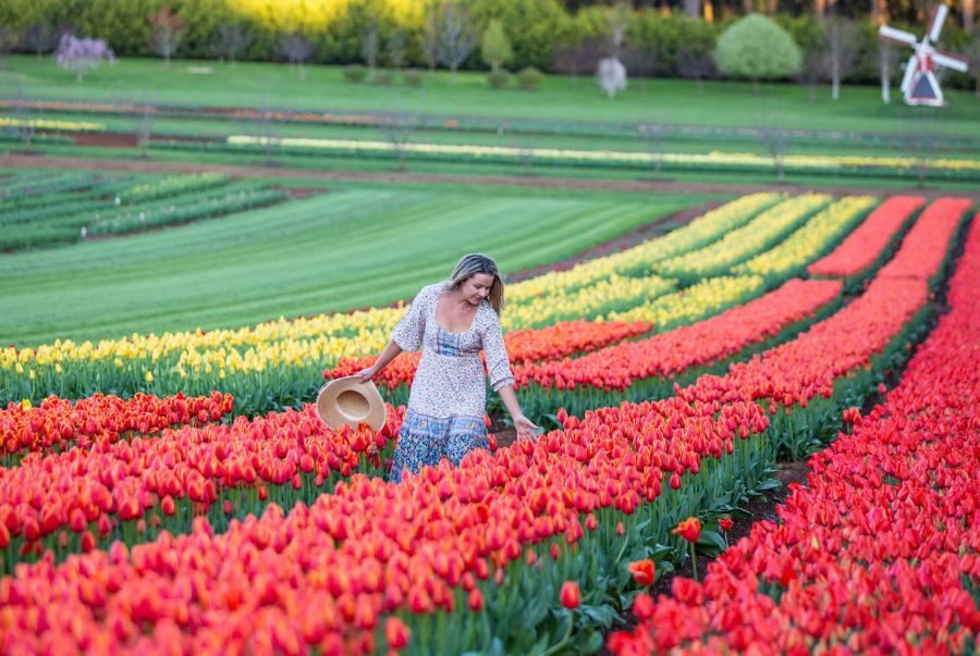 Lễ hội hoa Tesselaar Tulip Festival là một trong những lễ hội hoa mùa xuân nổi bật nhất ở Úc