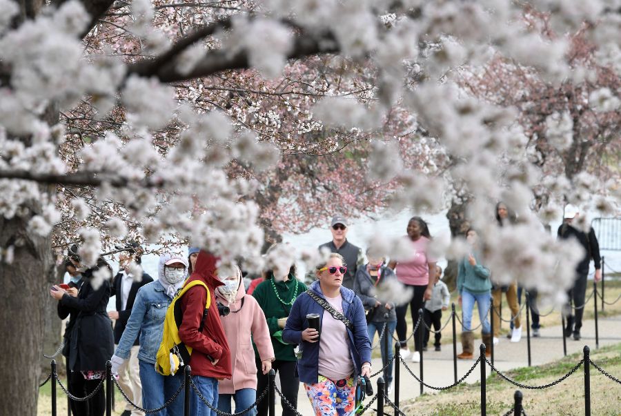 Khung cảnh ngập tràn sắc hoa anh đào tại Cherry Hill Orchard