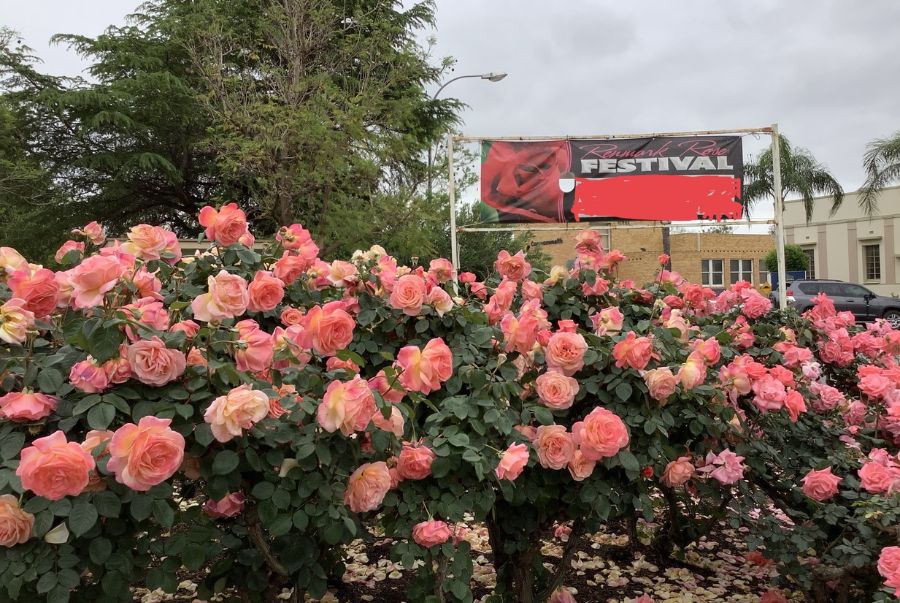 Khung cảnh rực rỡ sắc hồng khi lễ hội Riverland Rose & Garden Festival bắt đầu diễn ra