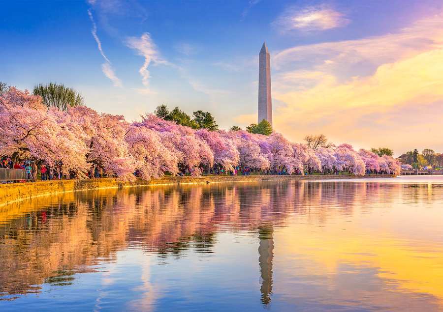 Thủ đô Washington D.C. là điểm đến nổi tiếng nhất khi nhắc đến mùa hoa anh đào tại Mỹ