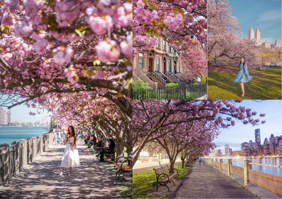 New York là điểm đến lý tưởng để du khách có thể chiêm ngưỡng vẻ đẹp hoa anh đào vào mùa xuân