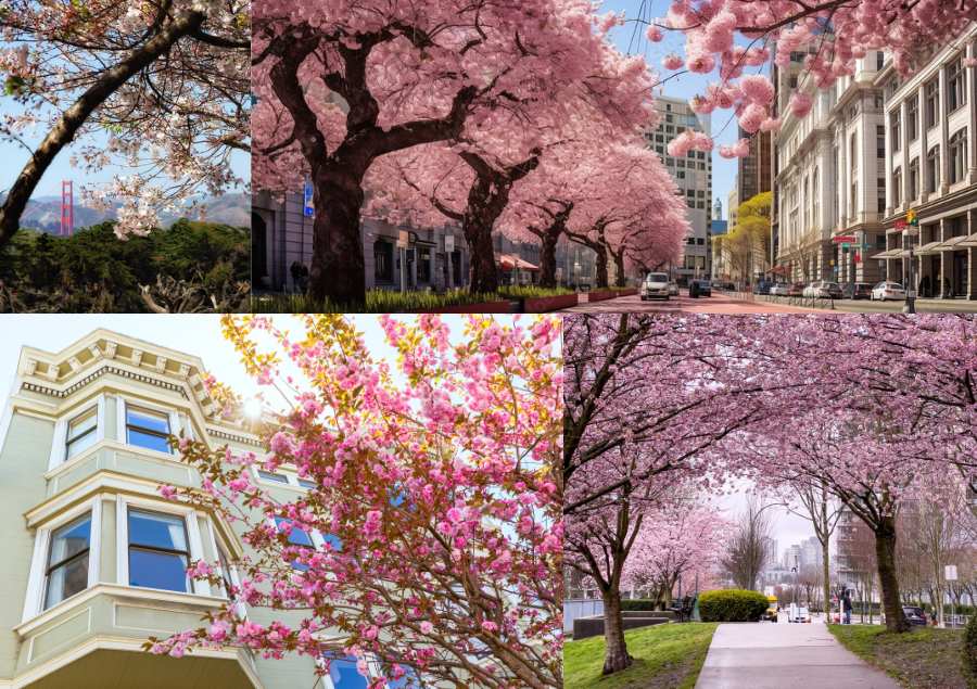 Hoa đào xuất hiện trên mọi cung đường của San Francisco