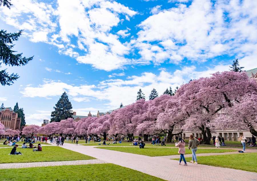 Toàn cảnh khuôn viên University of Washington (UW) Quad ngập tràn sắc hồng lãng mạn