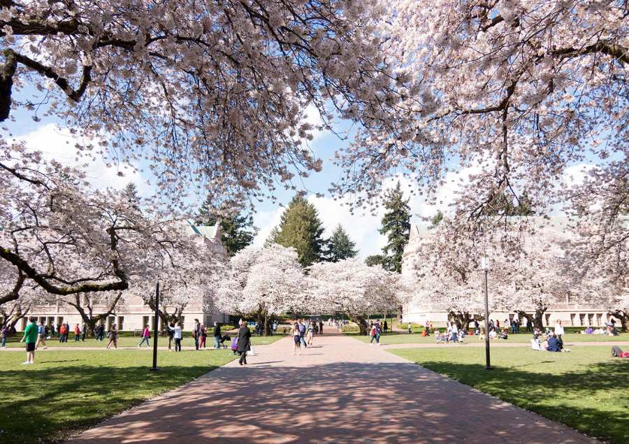 Washington Park Arboretum là một trong những công viên thực vật lớn nhất Seattle với hàng trăm gốc hoa anh đào