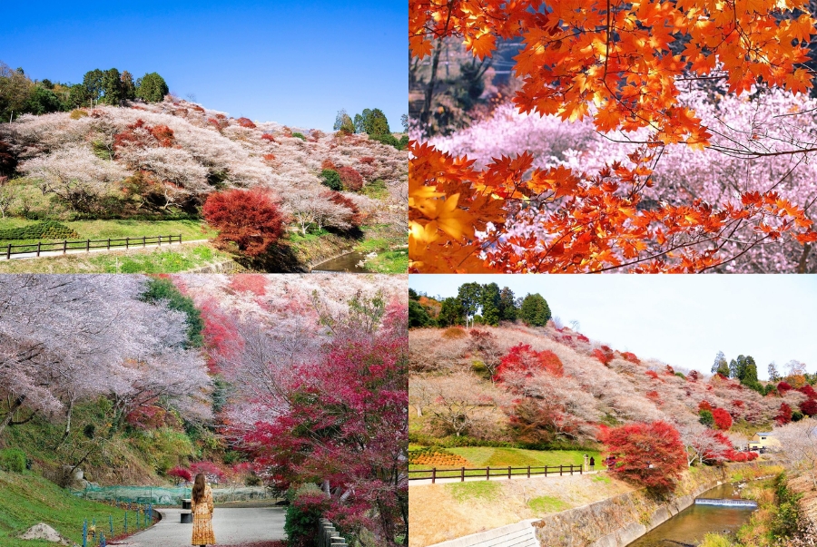 Những vườn hoa anh đào nở trái mùa rực rỡ giữa mùa thu Nhật Bản