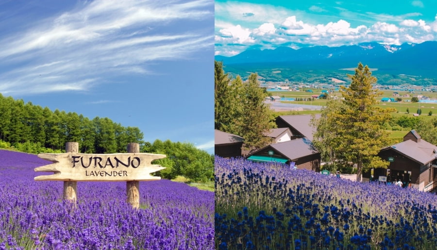 Nếu bạn có kế hoạch du lịch Hokkaido vào mùa hè, Furano là địa điểm không thể bỏ qua