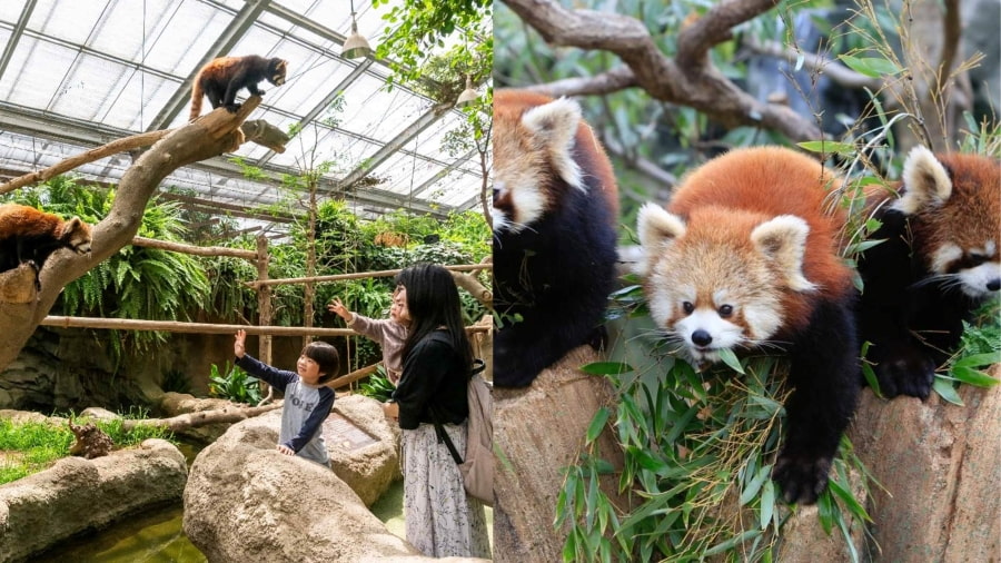 Kobe Animal Kingdom là một công viên động vật tương tác tuyệt vời, khác biệt so với các sở thú truyền thống
