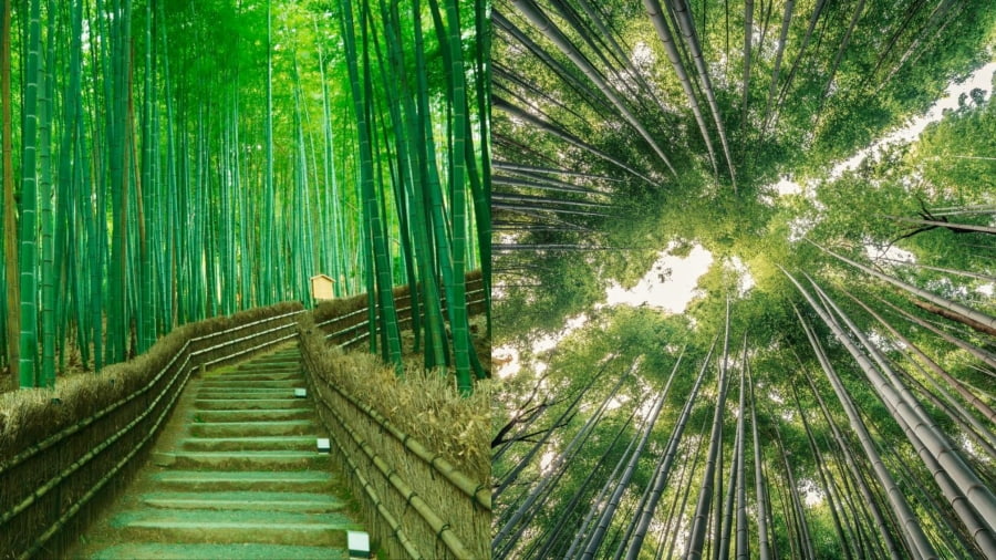 Rừng tre Arashiyama chính là một khu rừng thần thoại giữa lòng Kyoto mà bạn nhất định phải ghé thăm