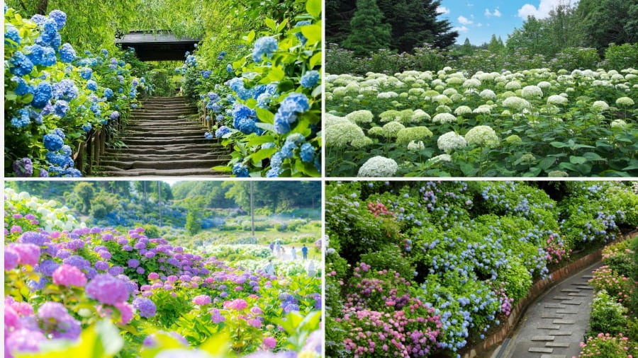 Công viên Yamada Ike đặc biệt trở nên quyến rũ vào mùa hè khi những thảm cẩm tú cầu rực rỡ bung nở