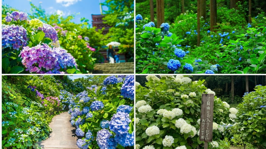 Công viên Ajisai ở Tokyo là một thiên đường dành cho những người yêu mến vẻ đẹp rực rỡ của mùa hoa cẩm tú cầu Nhật Bản