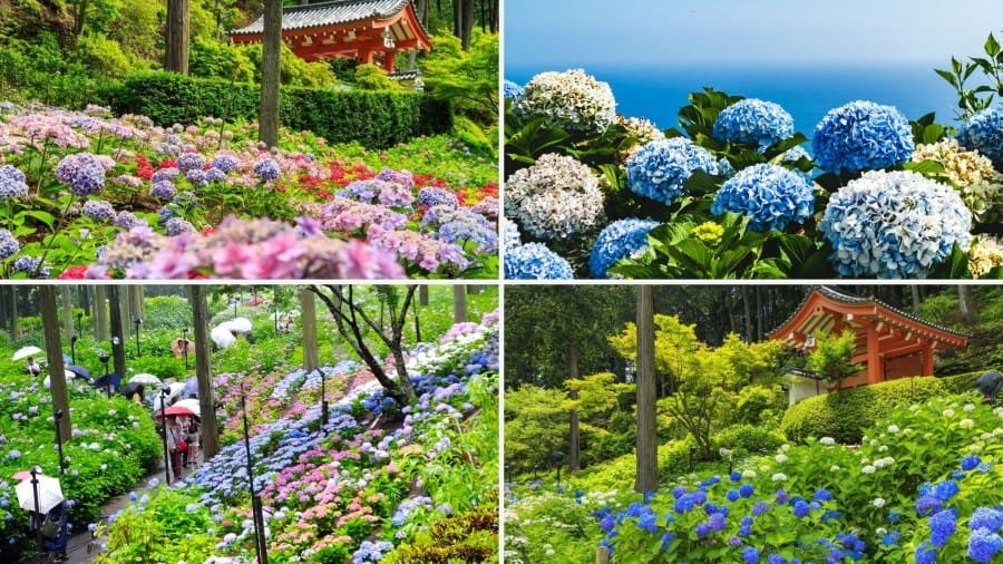 Đền Mimuroto-ji là một điểm đến thu hút đông đảo du khách mỗi độ hè về, khi hàng ngàn đóa cẩm tú cầu đồng loạt khoe sắc