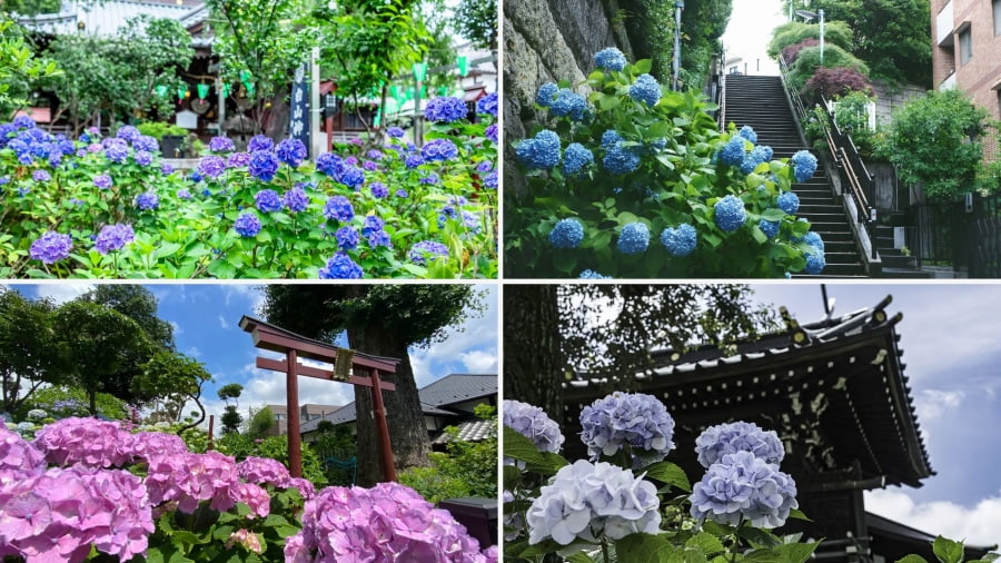 Đn Hakusan đặc biệt quyến rũ vào mùa hè khi hàng nghìn cây cẩm tú cầu bung nở rực rỡ