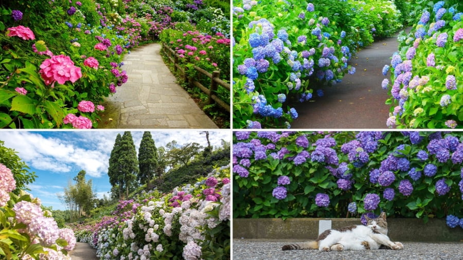 Công viên Tamagawadai là một địa điểm ngắm cẩm tú cầu Nhật Bản nổi tiếng tại thủ đô Tokyo