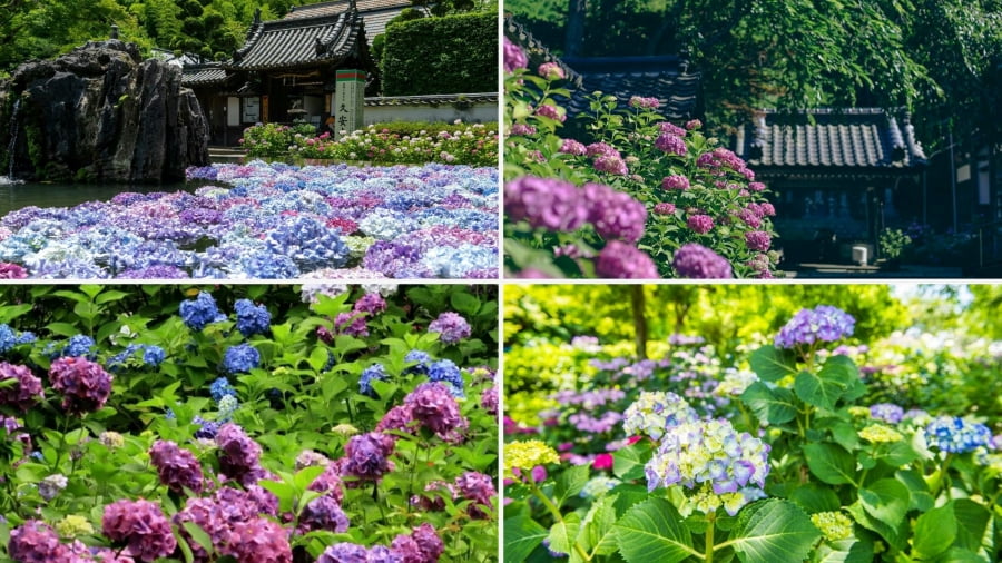 Chùa Kyuanji nổi tiếng là một điểm đến tuyệt vời để chiêm ngưỡng vẻ đẹp rực rỡ của hoa cẩm tú cầu vào mỗi độ hè về