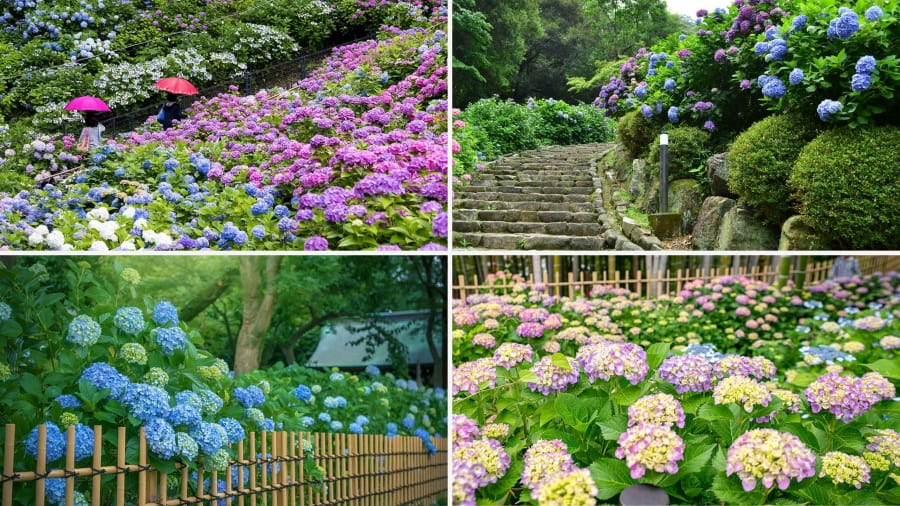 Công viên Tsuruma như một bức tranh thiên nhiên tươi đẹp, đặc biệt rực rỡ vào mùa hè với sự khoe sắc của vô vàn đóa cẩm tú cầu