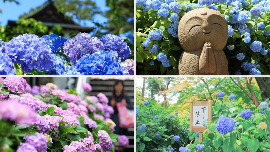 Đền Unshoji níu chân du khách bởi vẻ đẹp thanh tao và khung cảnh cẩm tú cầu nở rộ đầy ấn tượng vào mùa hè
