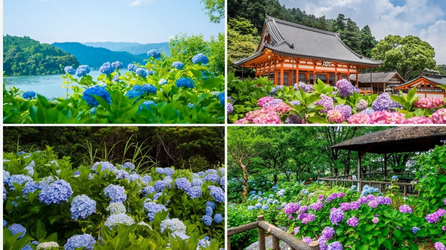 Tọa lạc tại Osaka, chùa Chokeiji là một điểm đến quyến rũ, đặc biệt đối với những người yêu mến vẻ đẹp của hoa cẩm tú cầu vào mùa hè