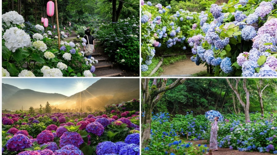 Công viên Tonbo Ike là một điểm đến tuyệt vời để hòa mình vào thiên nhiên và chiêm ngưỡng vẻ đẹp rực rỡ của mùa hoa cẩm tú cầu Nhật Bản