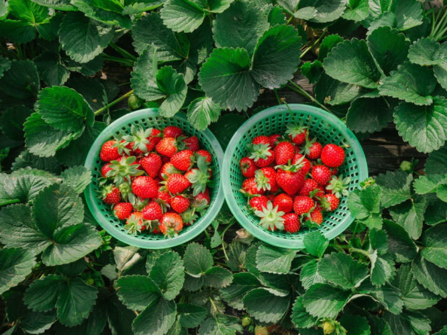 Nông trại dâu Hasegawa - Một trong những vườn dâu nổi tiếng tại Nhật Bản được nhiều du khách yêu thích