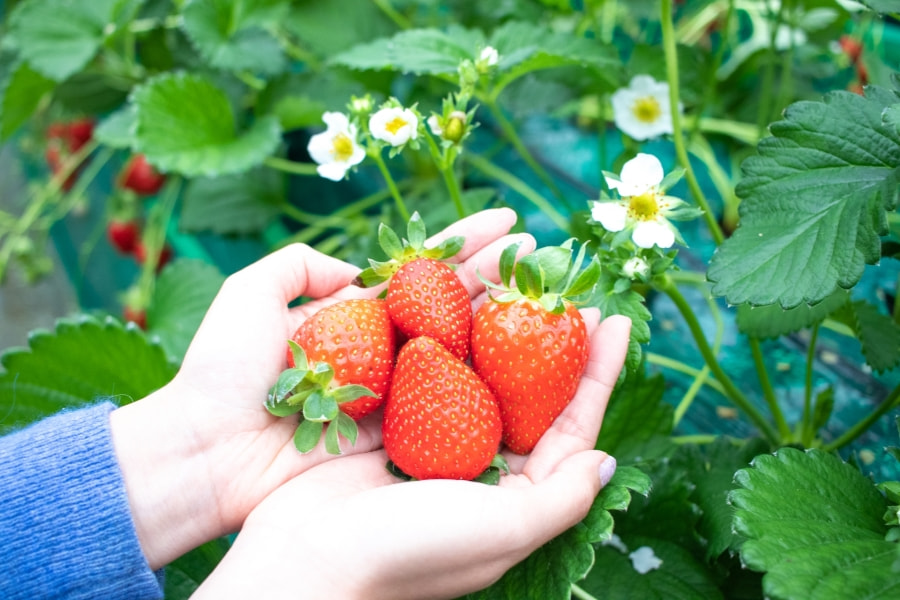 Roman no Mori Kyowa Koku - nơi bạn có thể đắm chìm trong thiên nhiên tươi đẹp và tận hưởng trải nghiệm hái dâu vô cùng thú vị