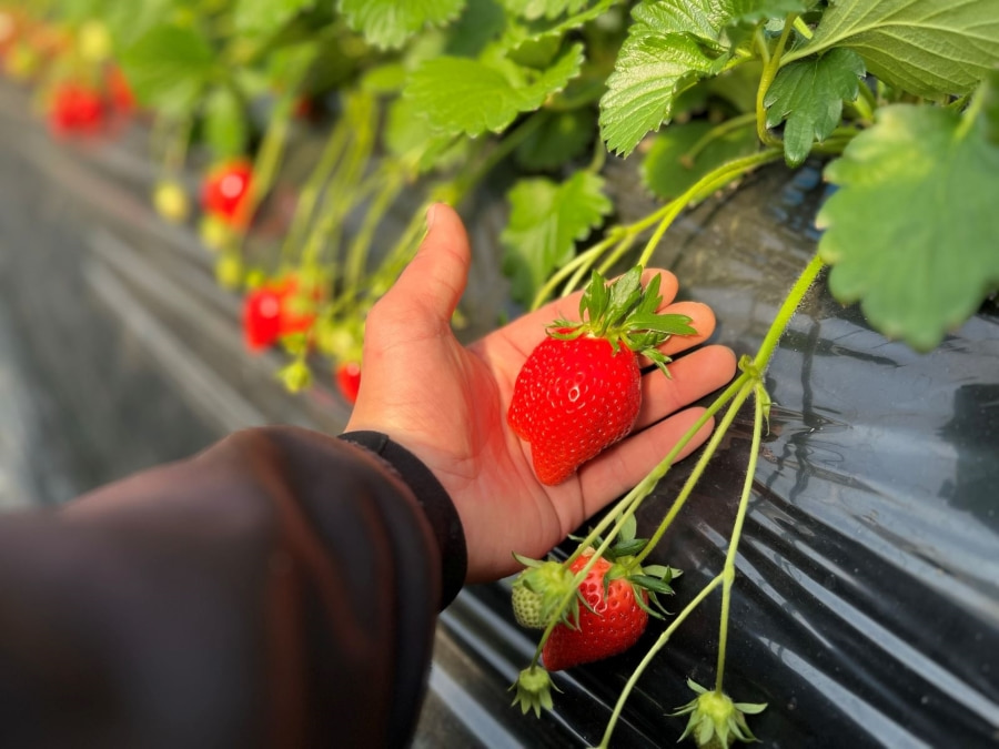 Trang trại dâu tây Ichigo-no-Mori - Một trong những vườn dâu nổi tiếng tại Nhật Bản