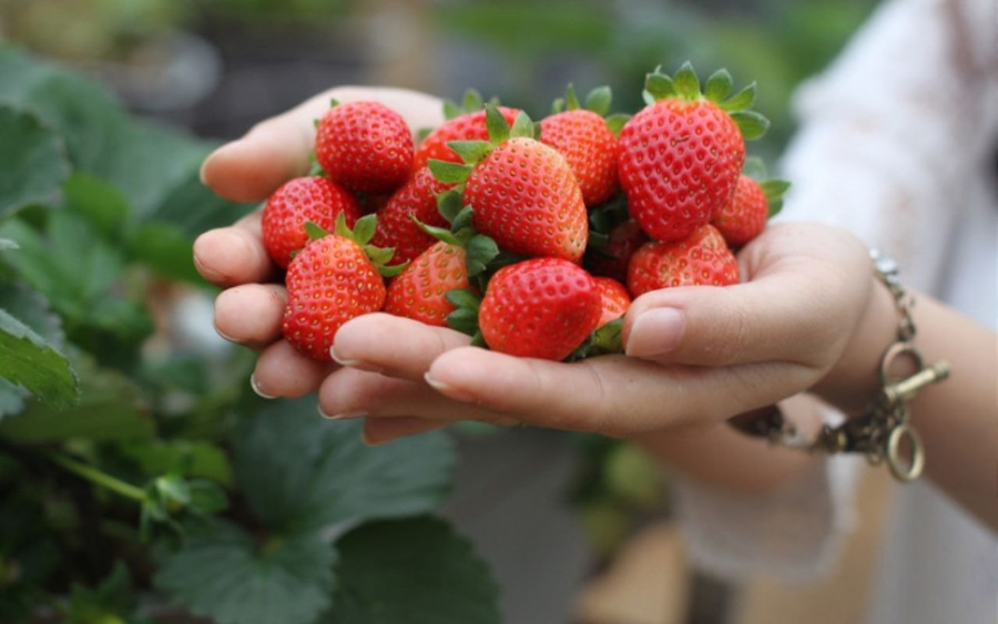 Nông trại Dragon tọa lạc gần Tokyo mang đến cho bạn cảm giác bình yên và thư thái