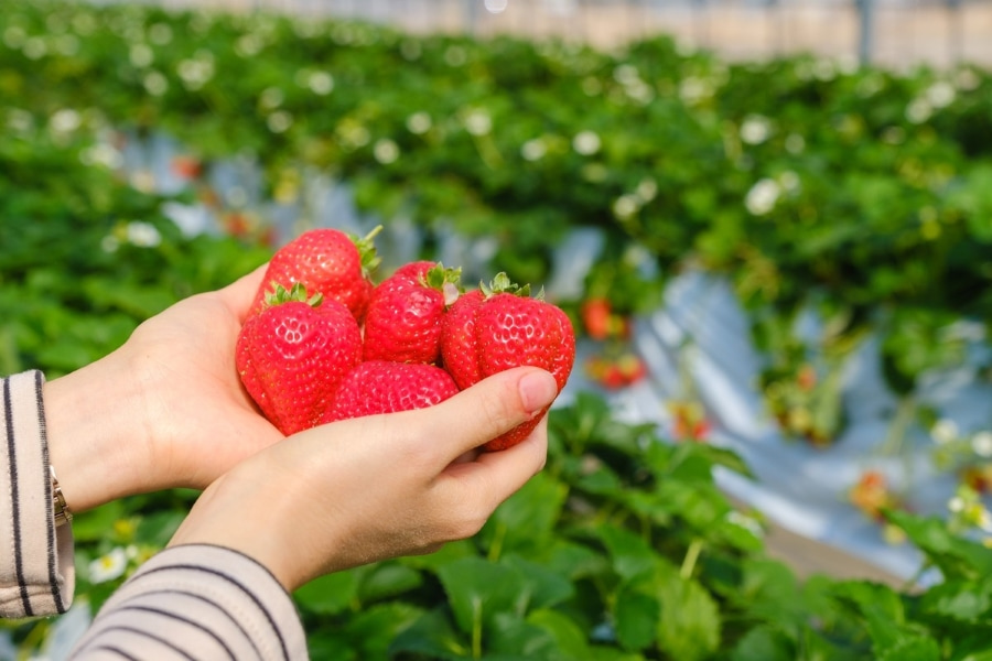 Nông trại Iijima níu chân du khách bởi những trải nghiệm độc đáo và hương vị trái cây vô cùng ngọt ngào