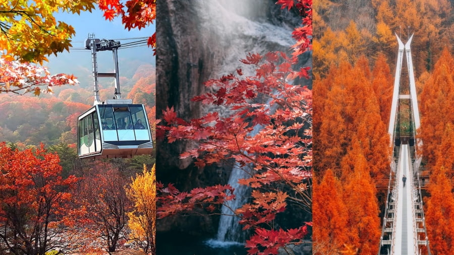 Nếu bạn đang tìm kiếm địa điểm ngắm lá vàng Hàn Quốc sớm nhất thì Núi Seoraksan chính là điểm đến không thể bỏ qua