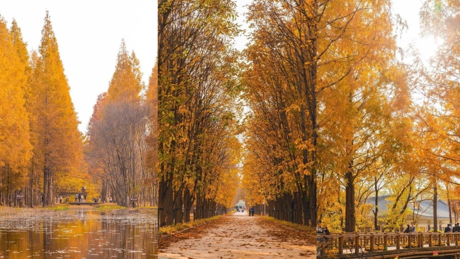 Rừng thông Gyeongsangbuk-do là địa điểm ngắm lá vàng Hàn Quốc độc đáo và yên bình