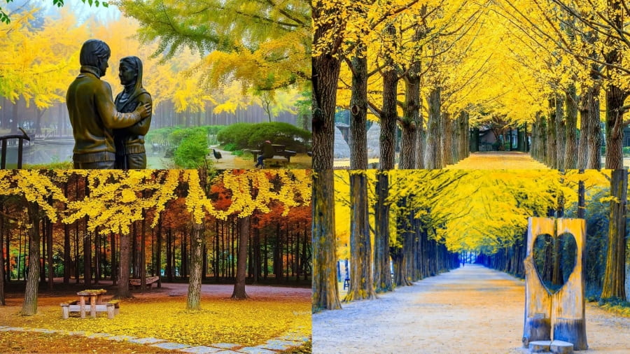 Đảo Nami vẫn là một trong những địa điểm ngắm lá vàng Hàn Quốc vô cùng nổi tiếng