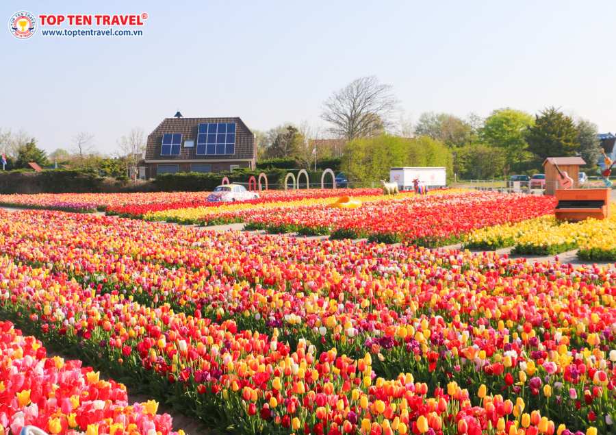 Mùa xuân là mùa hoa tulip nở rộ rực rỡ tại Châu Âu