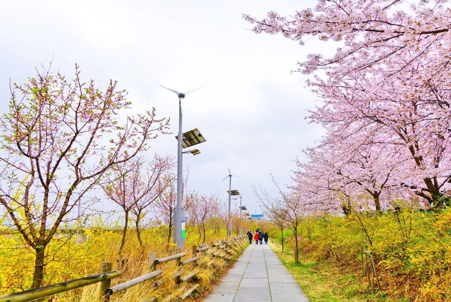 Lễ hội hoa anh đào Yeouido là một sự kiện ngắm hoa nổi tiếng nhất Hàn Quốc