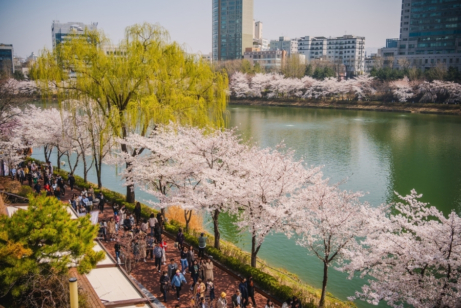 Thời gian tổ chức lễ hội hoa anh đào Yeouido thường rơi vào tháng 4 hàng năm