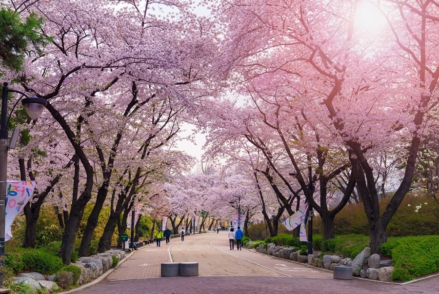 Để chiêm ngưỡng trọn vẹn cảnh đẹp hoa anh đào bạn hãy chú ý theo dõi lịch nở hoa