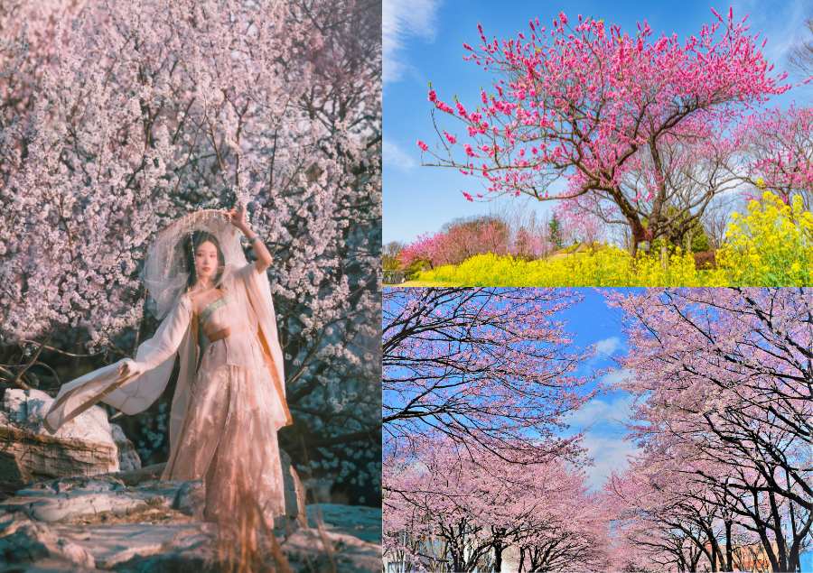 Khung cảnh rực rỡ của lễ hội hoa anh đào tại Lệ Giang
