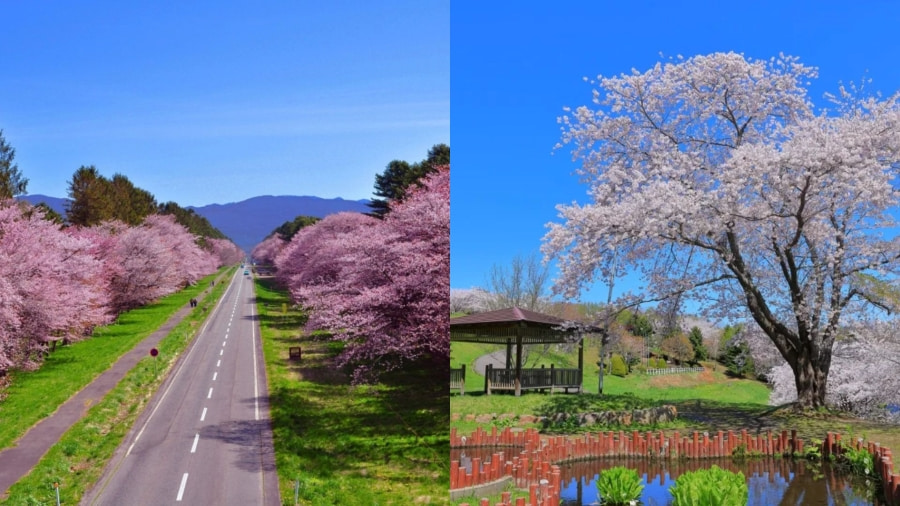 Mùa xuân là thời điểm lý tưởng nhất để bạn được đắm mình trong sắc hồng rực rỡ của hoa anh đào