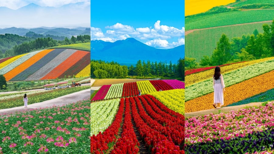 Mùa hè là thời điểm vàng để bạn chiêm ngưỡng sắc tím quyến rũ và hít thở hương thơm dịu mát của những cánh đồng hoa rực rỡ