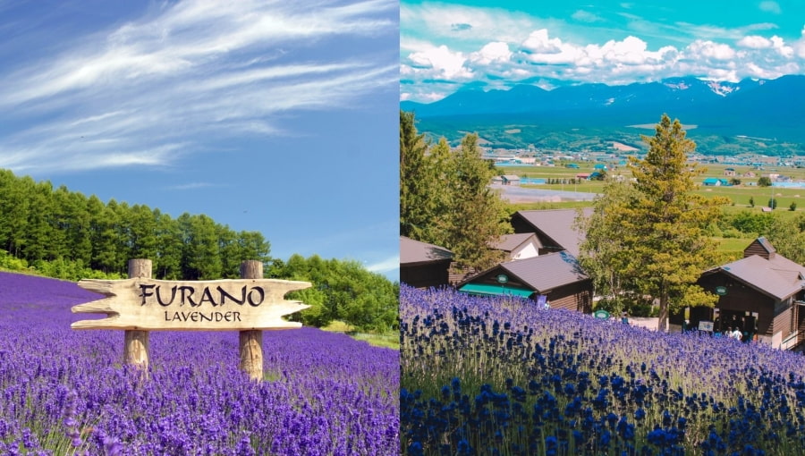 Nếu bạn đi du lịch Hokkaido vào mùa hè thì thị trấn Furano chính là điểm đến trong mơ