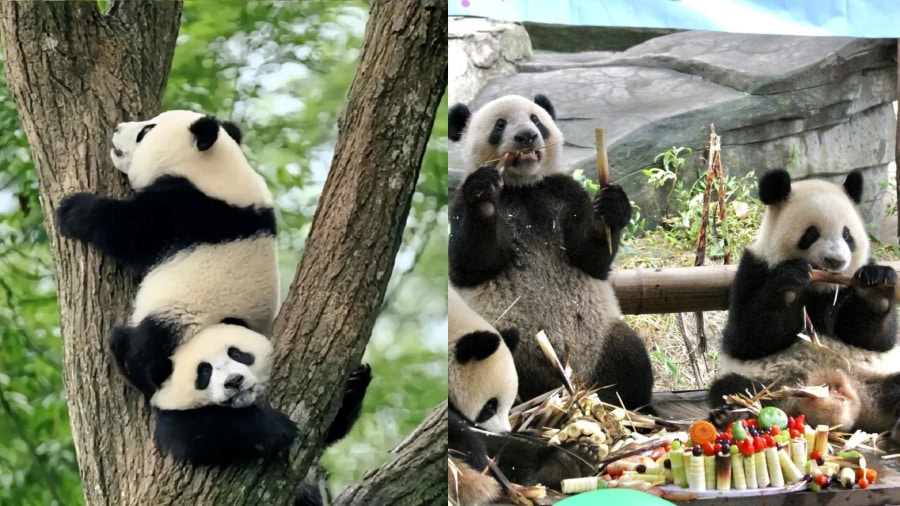 Sở thú Trùng Khánh – Ngắm nhìn gấu trúc đáng yêu