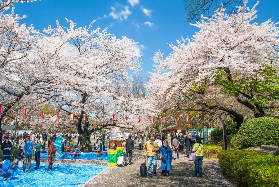 Hanami tại Tokyo được tổ chức tại các công viên nổi tiếng
